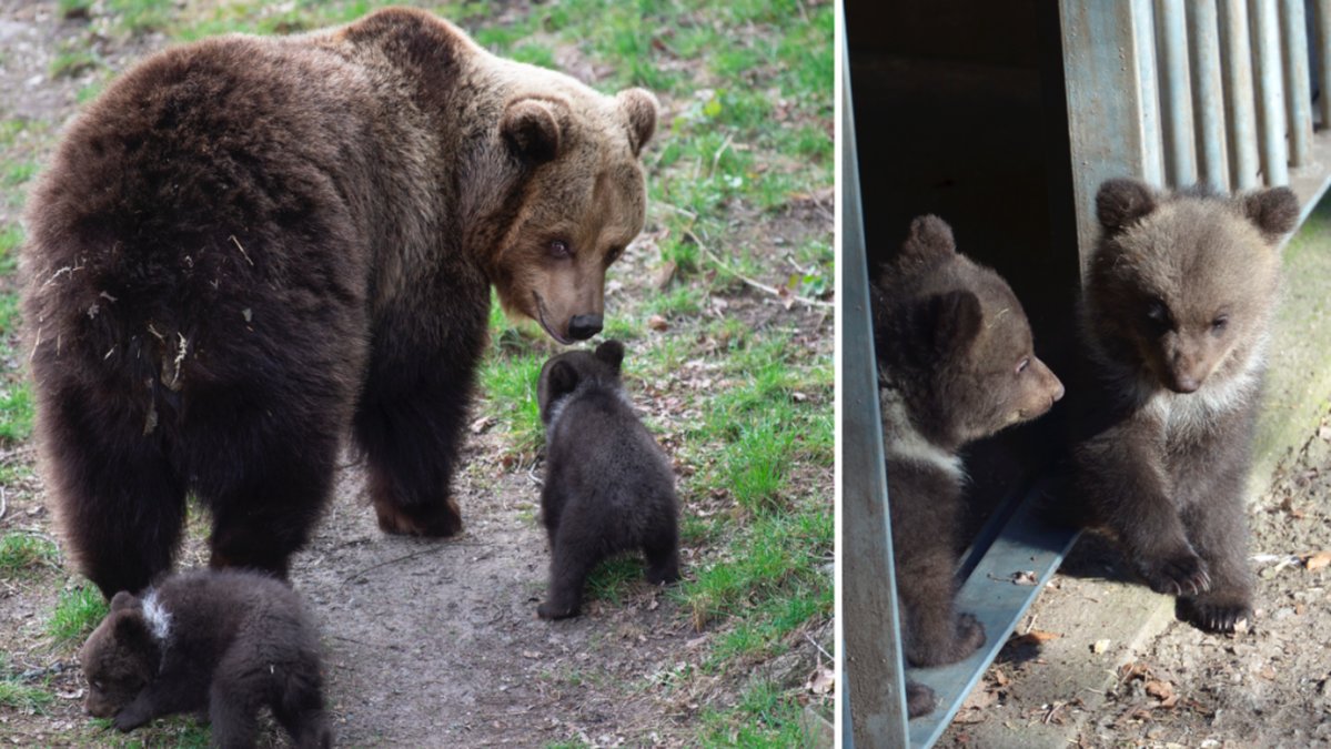 I år när björnarna på Skansen kommer ur sitt ide kommer de inte ha några björnungar